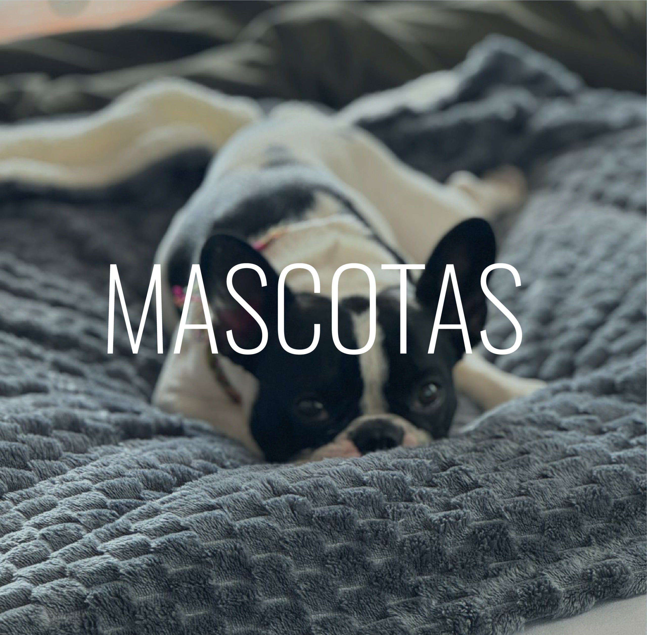 MASCOTAS